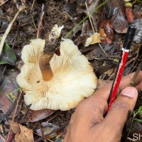 Pleurotus giganteus (Berk.) Karun. & K.D.Hyde